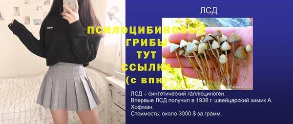 гашик Новозыбков